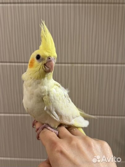 Кореллы безщекие птенцы