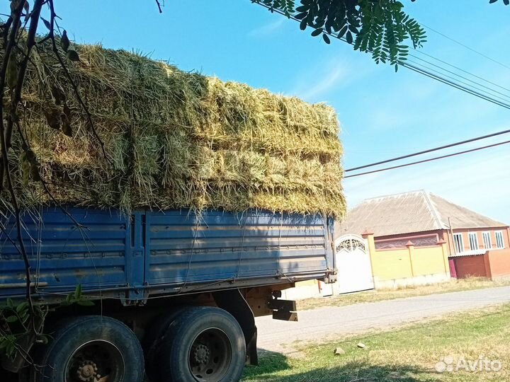 Сено суданка