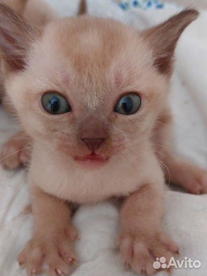 Бурманские котята