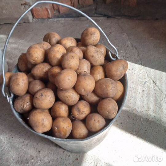 Семенной картофель