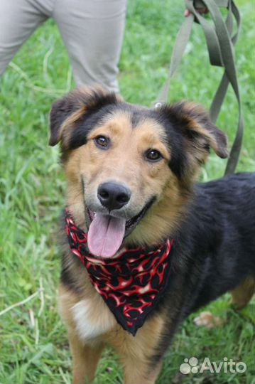 Статный пес хочет домой