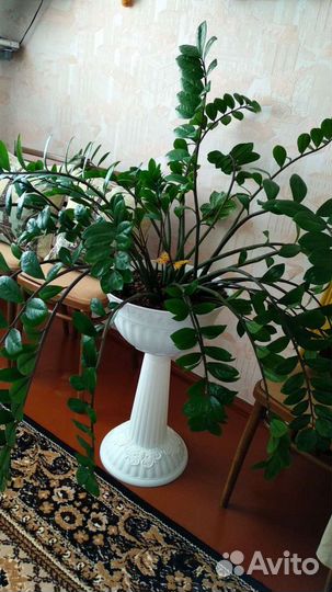 Замиокулькас