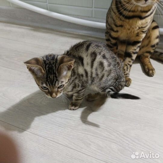 Бенгальская кошка