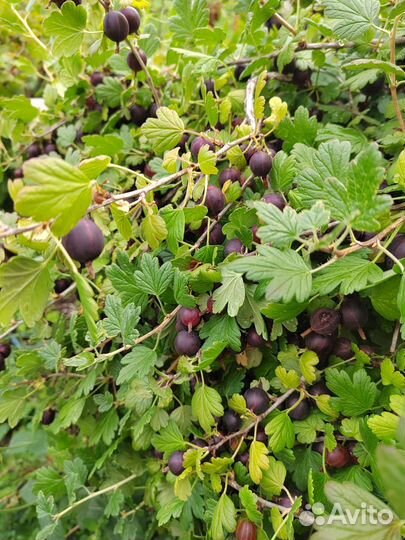 Крыжовник ягоды