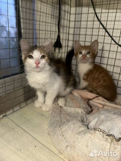 Котята в добрые руки