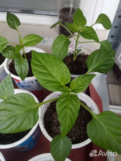 Рассада перец сладкий помидоры