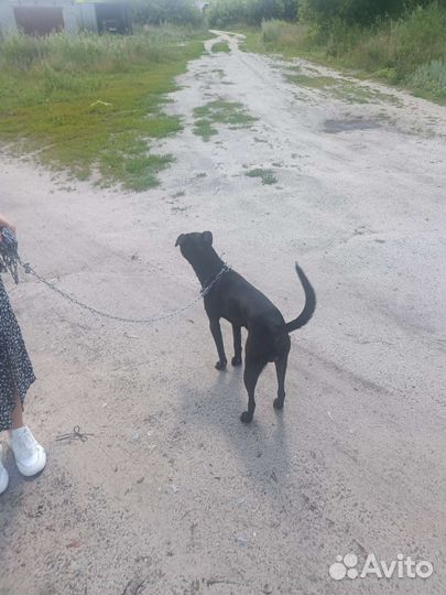 Собака в добрые руки щенок мальчик питбуль