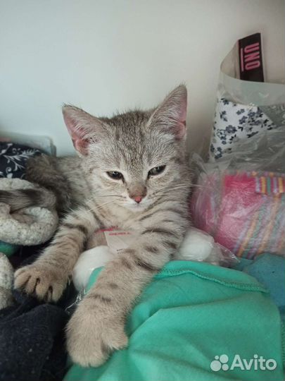 Котенок мальчик бесплатно