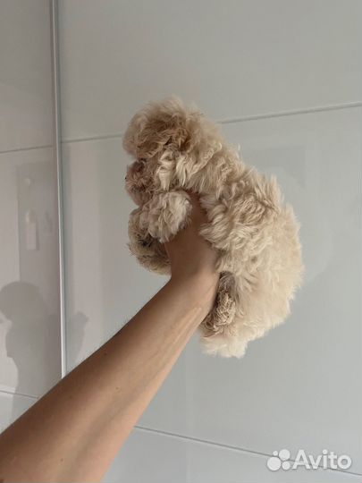 Мальтипу ф1 micro микро мальчик Жемчуг/беж