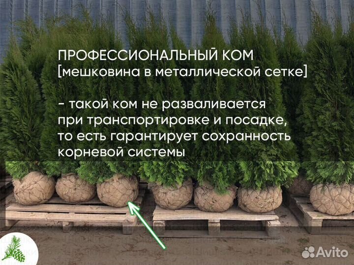 Туя Смарагд 150см - оптом