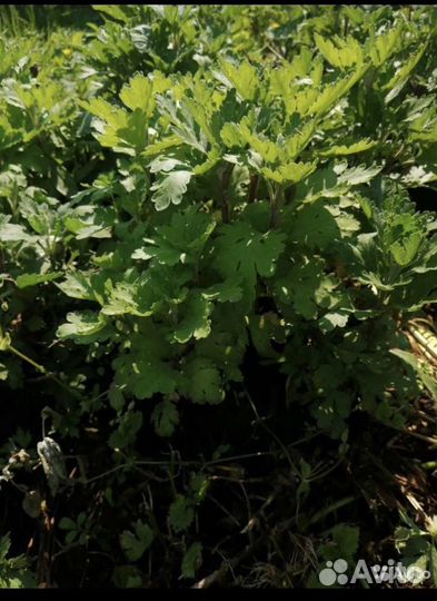 Рассада хризантемы мультифлора