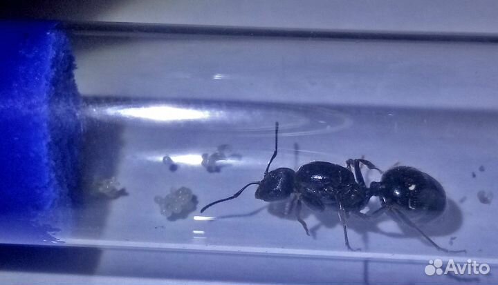 Муравьи жнецы Messor structor + муравьи 15-20 шт