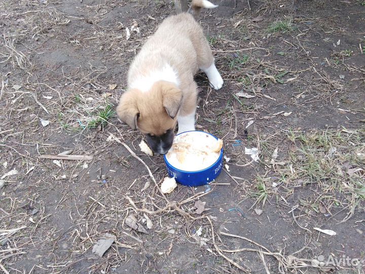 Отдам щенка в добрые руки