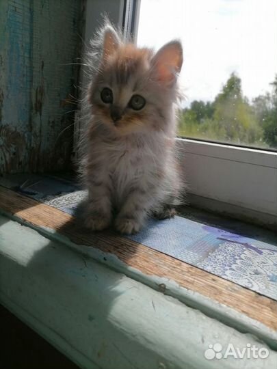 Котята метисы, британцы