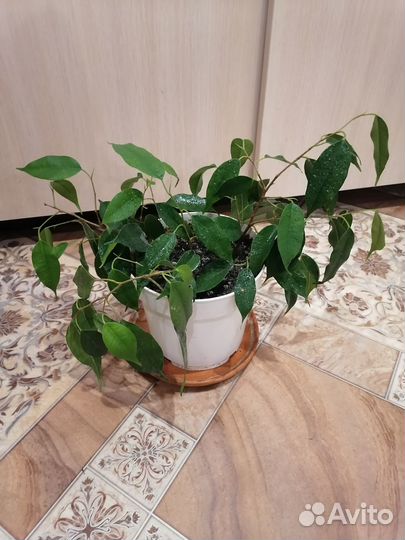 Комнатные цветы