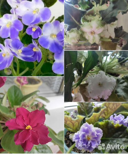 Комнатные растения обмен