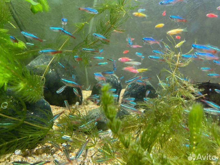 Неон голубой