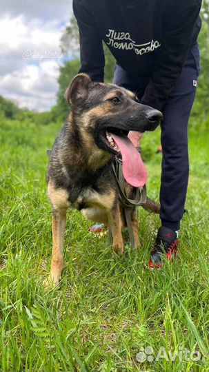 Собака из приюта. Можно в квартиру