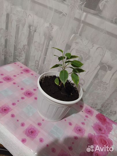 Фикус Бенджамина