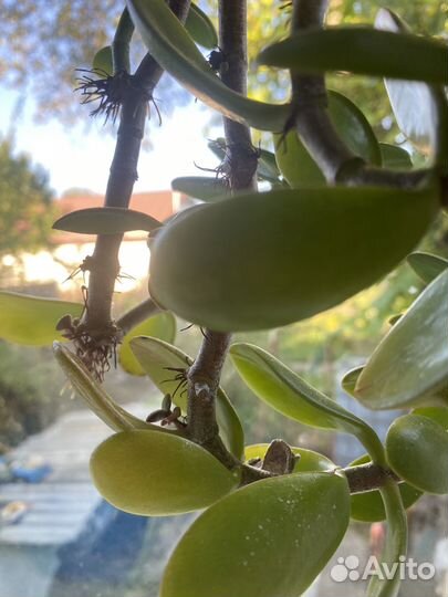 Толстянка/денежное дерево взрослое большое