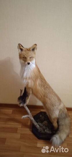 Чучело лисы