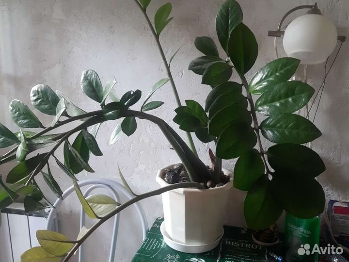 Замиокулькас большой