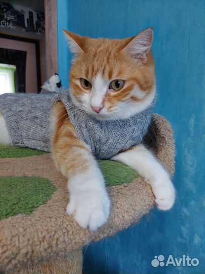 Безрукавка для кота