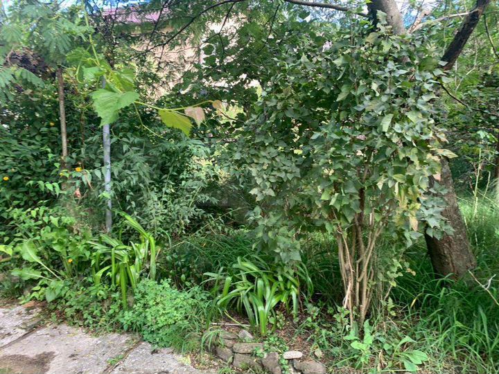 Участок 11,5 сот. (ИЖС)