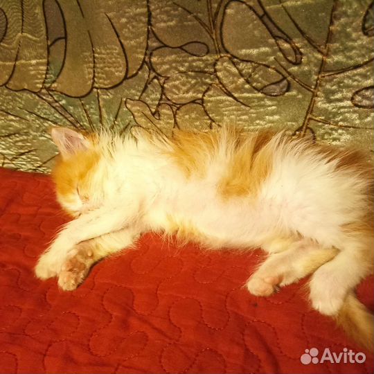 Котёнок