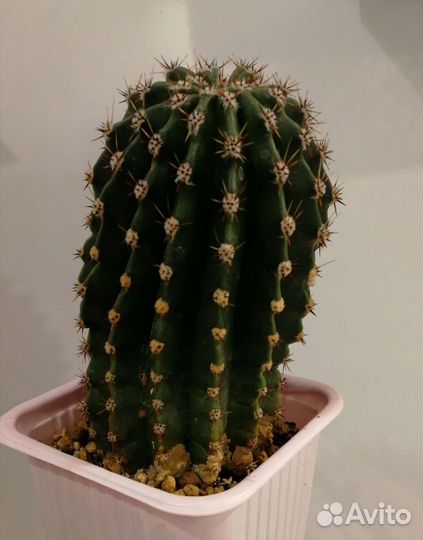 Кактусы - Эхинопсис эйриеза (Echinopsis eyriesii)
