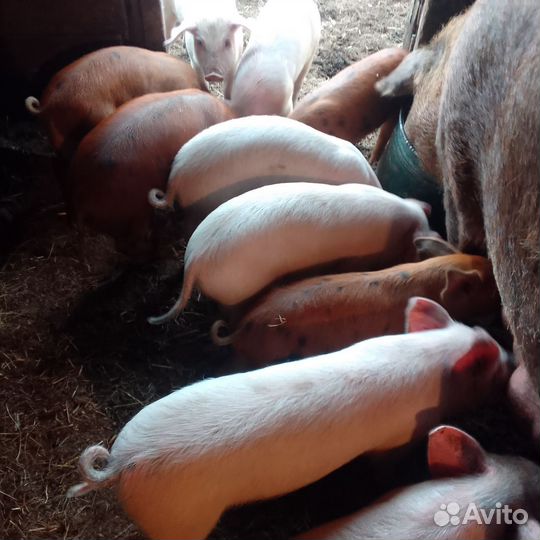 Поросята ландрас