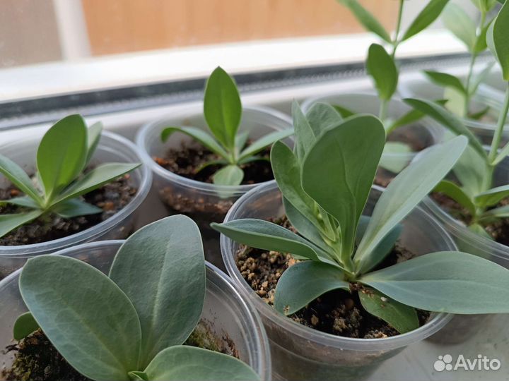 Эустома рассада