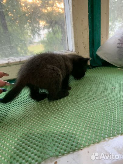 Шотландская вислоухая кошка