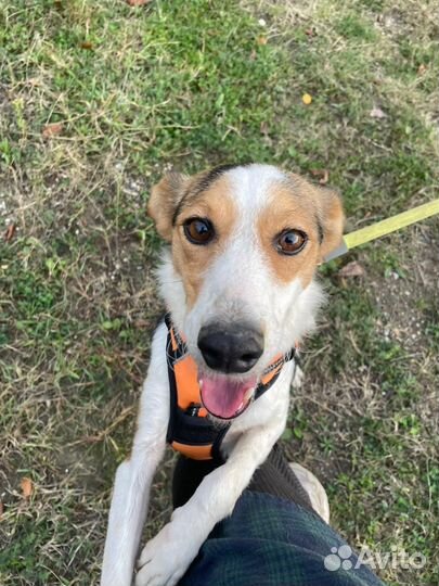 Собака в добрые руки