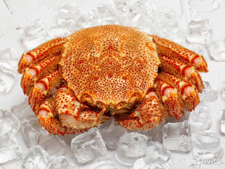 Краб волосатик (800-1000 гр) 1 шт :