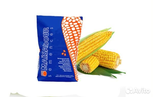Семена кукурузы на зерно мас 14.Г /Masseeds