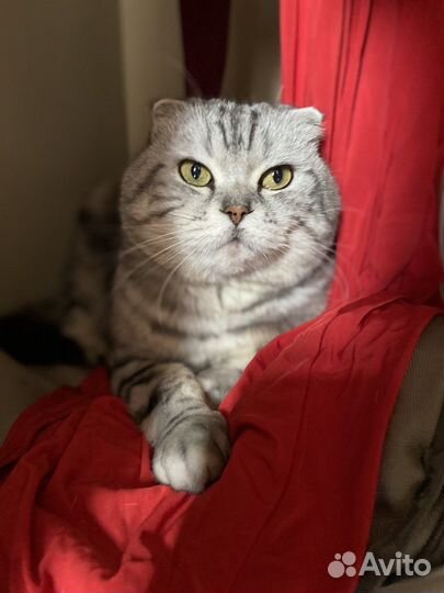 Вязка с котом