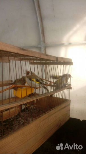 Лесные певчие птицы