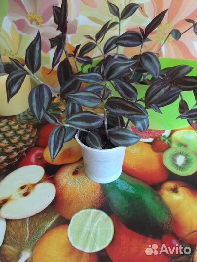 Традесканция Зебрина и Альба