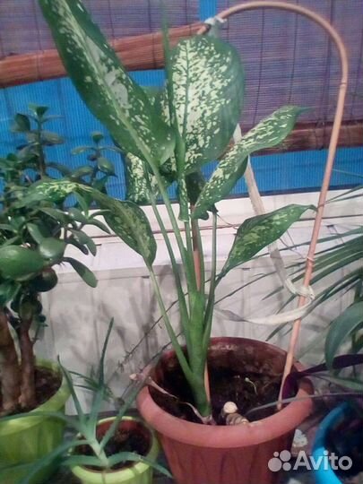 Комнатные цветы