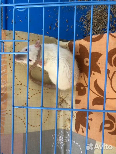 Отдам крысят (чит опис)