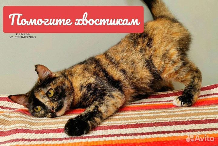 Кошка в дар