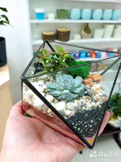 Подарки, флорариум