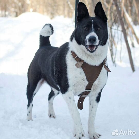 Брошенный пес по имени Роки очень ждет свою семью