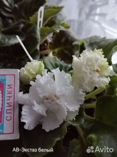 Сортовые фиалки