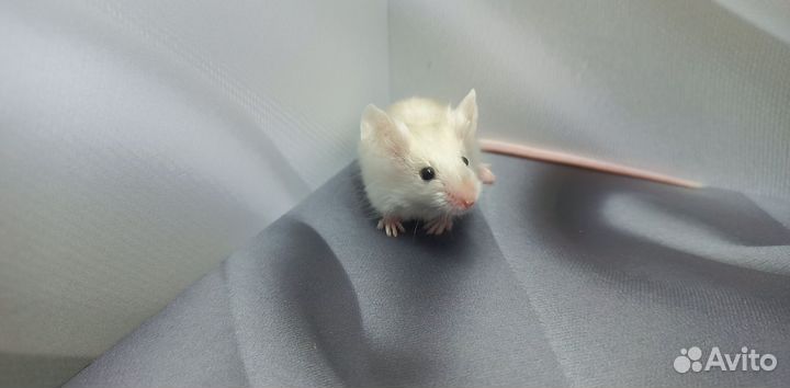 Декоративные мыши