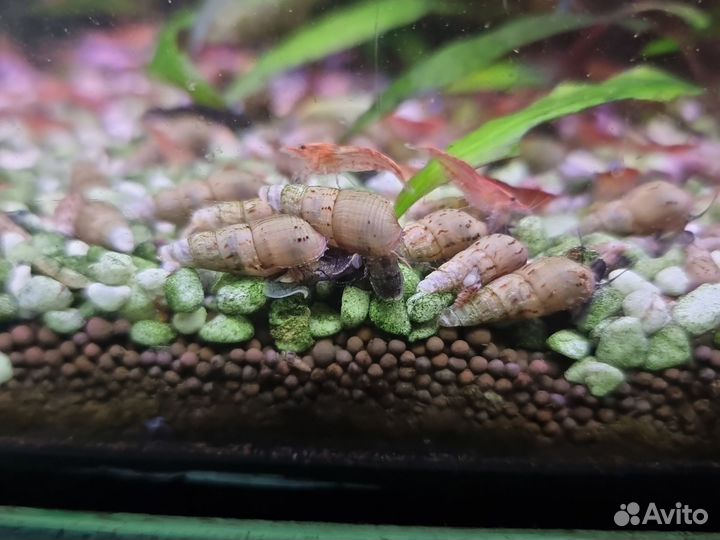 Улитки аквариумные