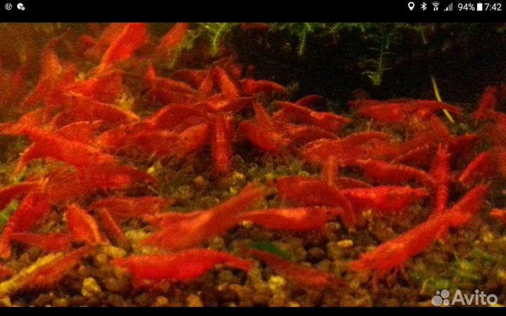 Аквариумные креветки,рыбки и растение