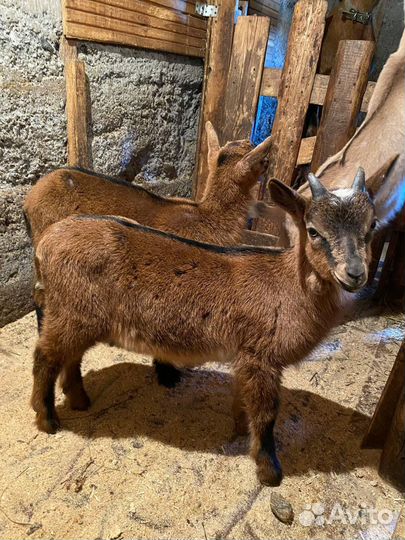 Альпийские козлята