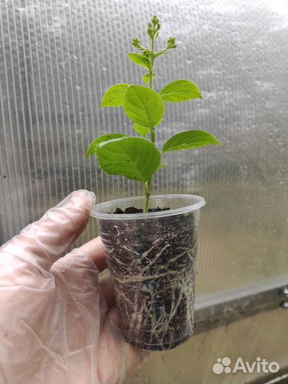 Гортензия самарская лидия